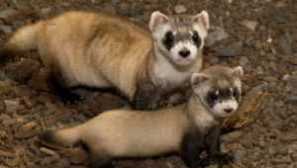 Ferreet home: грижа и съдържание колко живеят от храненето